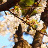sakura#8