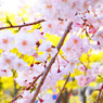 sakura#9