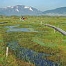 初夏の尾瀬の山旅2007(35)