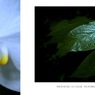 胡蝶蘭／温室内の植物（組み写真）