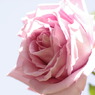 薔薇