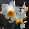 すいせんの花