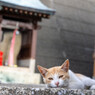おにゃ