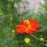 赤い黄花コスモス