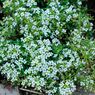 我が家の花壇-02
