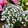 我が家の花壇-03