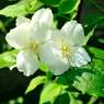 我が家の花壇-05