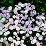 我が家の花壇-06