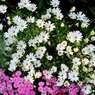 我が家の花壇-09