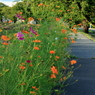 花の散歩道