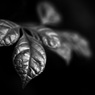 温室内の植物（モノクロ）
