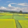 夏と秋が同居してるよ！