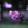 写真句：百日紅も行く