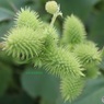 魅力あるけど外来種