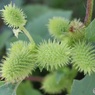 素敵なのに