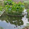 修景池の蓮の花3