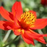 炎天下の花壇で
