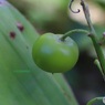 一つだけ