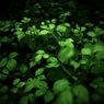 温室内の植物
