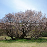 妙見山の桜
