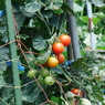 プチトマト