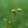 写真句：野芥子