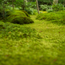 苔の寺