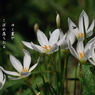 写真句：玉すだれ