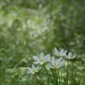 秋の野 3