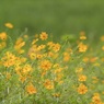 秋の野 5