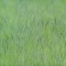 秋の野 7