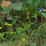 写真句：小さな花の野