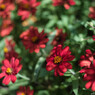 その花の色は：RIKENON