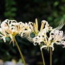 白い彼岸花