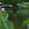修景池の蓮の花4