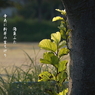 写真歌：微笑む夕陽