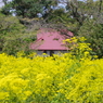 女郎花の奥に・・・