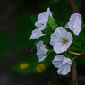 季節はずれの桜　P1250533zz