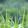 川風薫る