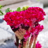 ケイトウの花