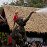 Elephant Shower