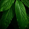 温室内の植物