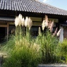 道光寺のススキたち(2)