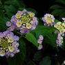 小さな花がたくさん