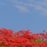 矢勝川堤の彼岸花