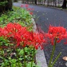 まばらに咲く道