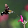 セージの蜜を吸うヒメクロホウジャク