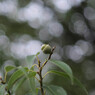 Acorns at the top：nikon