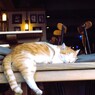 おはらニャン助君のいつもの朝～zzz～