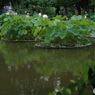修景池の蓮の花6